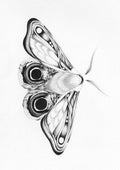 Moth