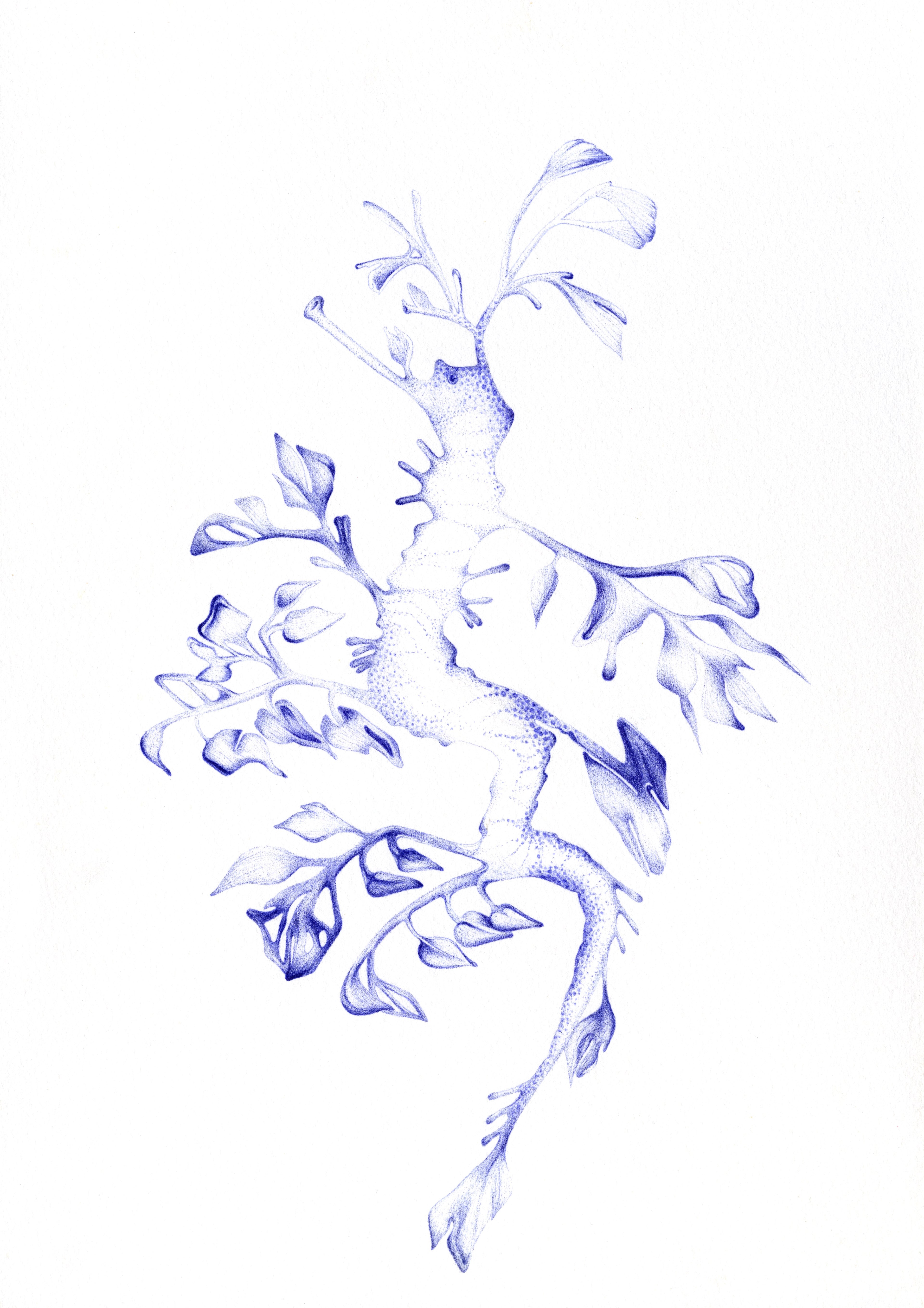 Leafy Sea-Dragon